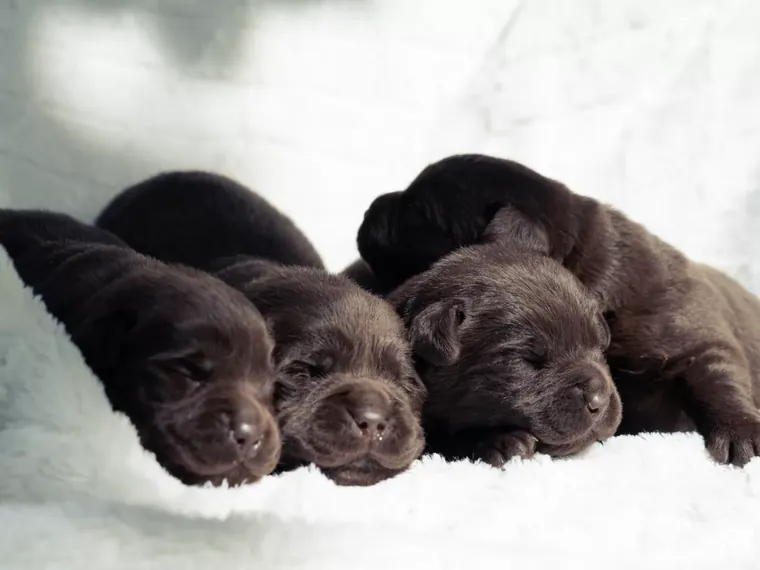 Cuccioli di Labrador Cioccolato