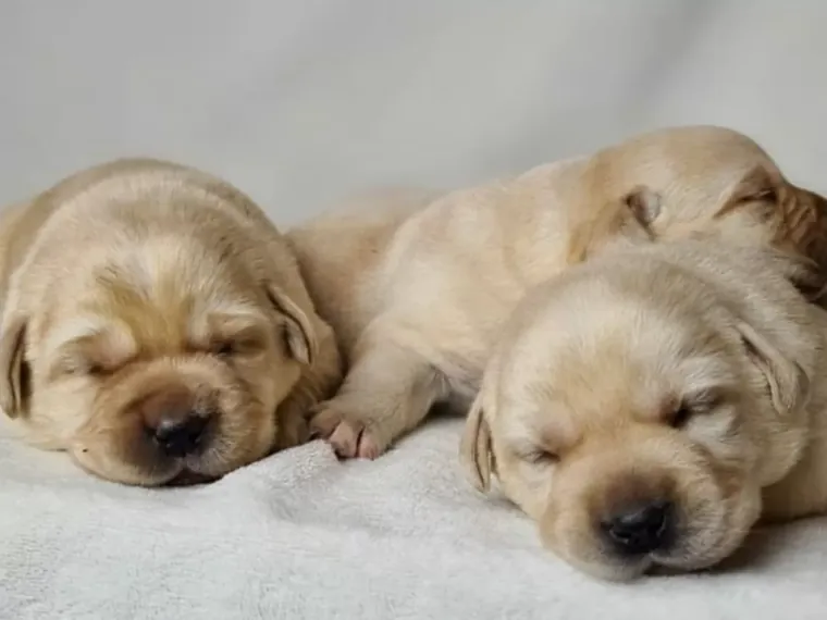 Cuccioli di Labrador Miele