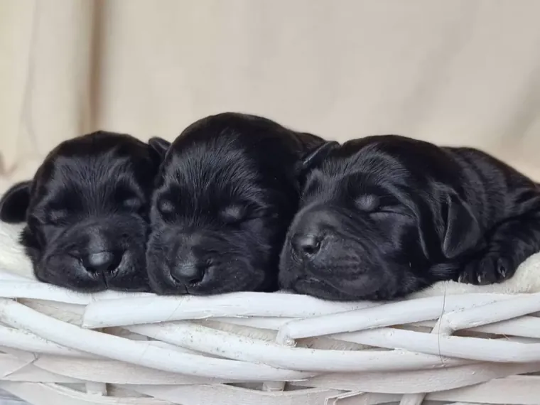 Cuccioli di Labrador Nero